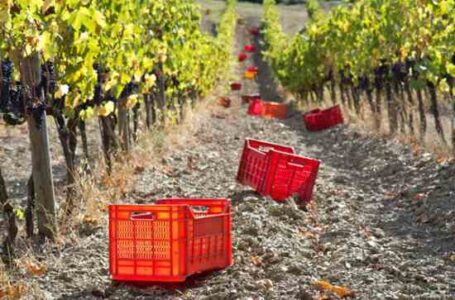 Successes and Failures of Cesar Chavez and the United Farm Workers Union
